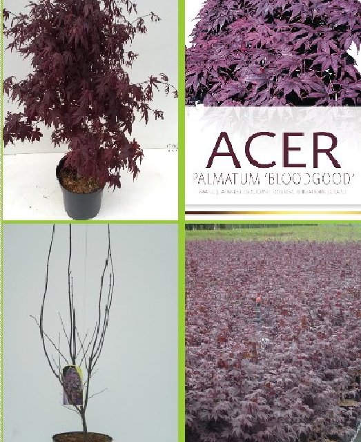 acer