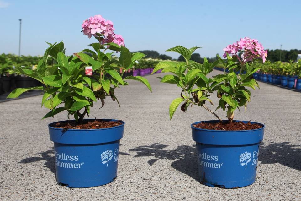 hydrangea