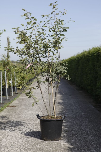 Amelanchier