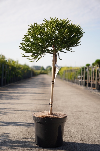 Cryptomeria