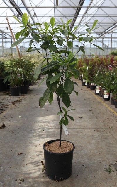 Franklinia