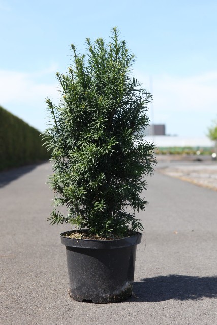 taxus