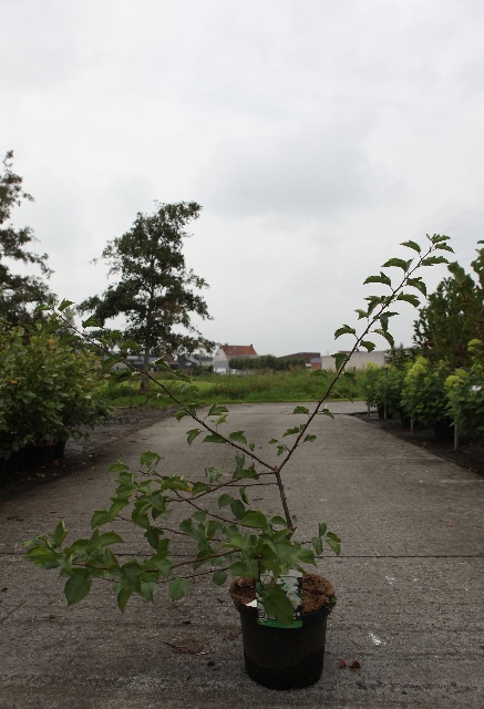 malus