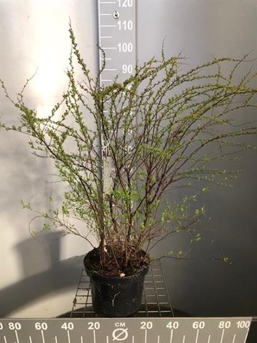 Spiraea