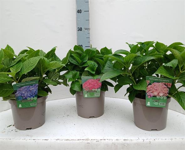 hydrangea