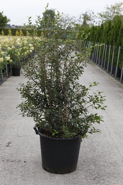 Osmanthus
