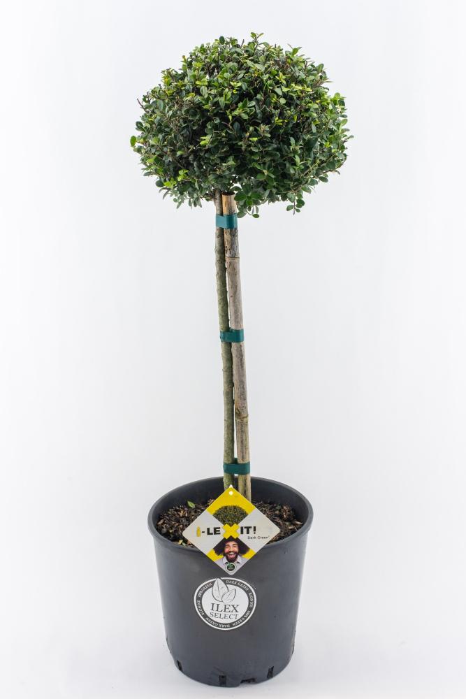 ilex