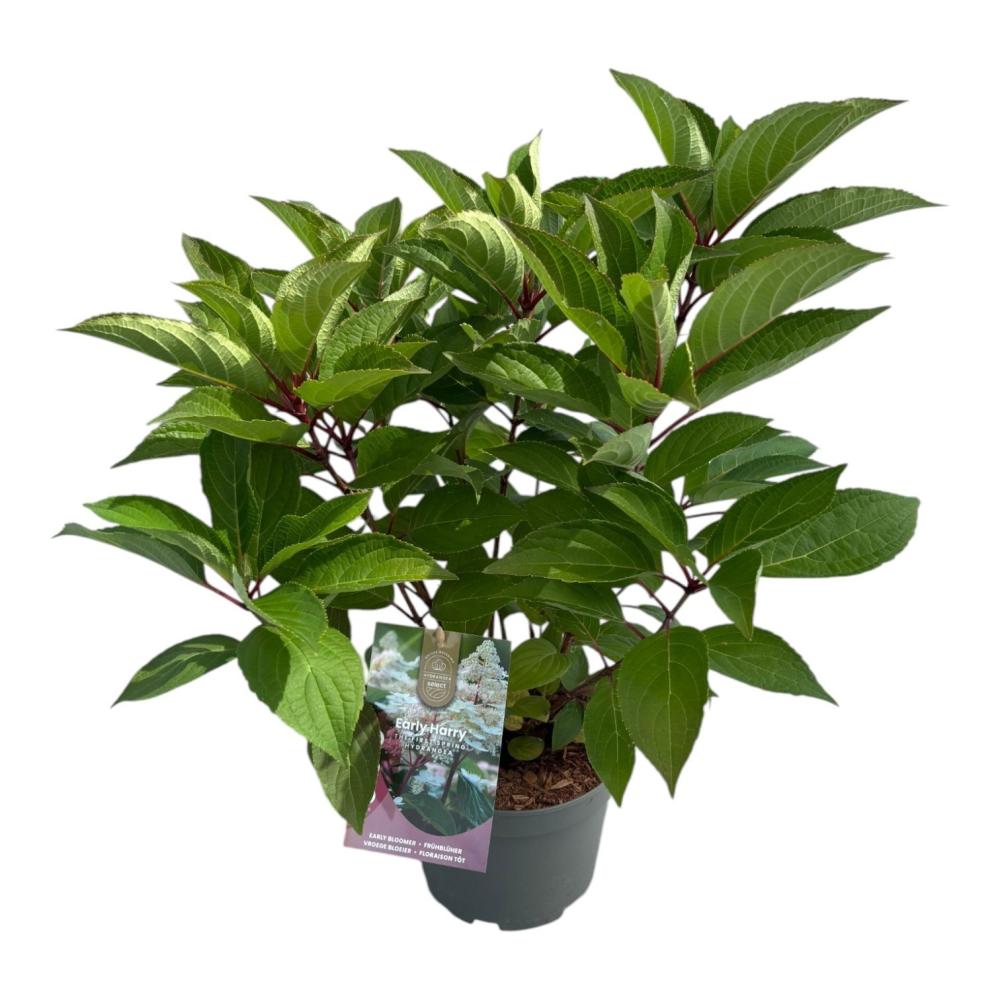 hydrangea