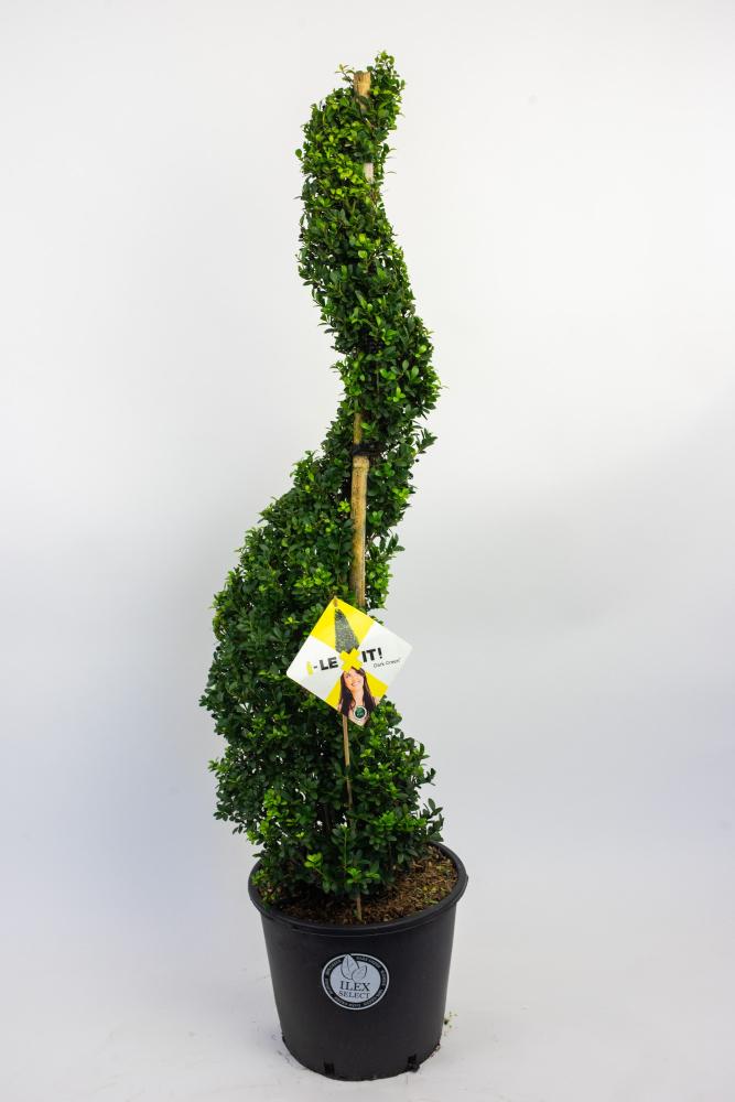 ilex