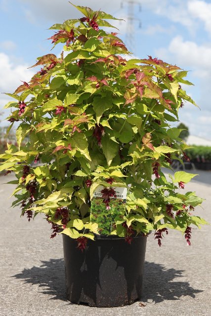 Leycesteria