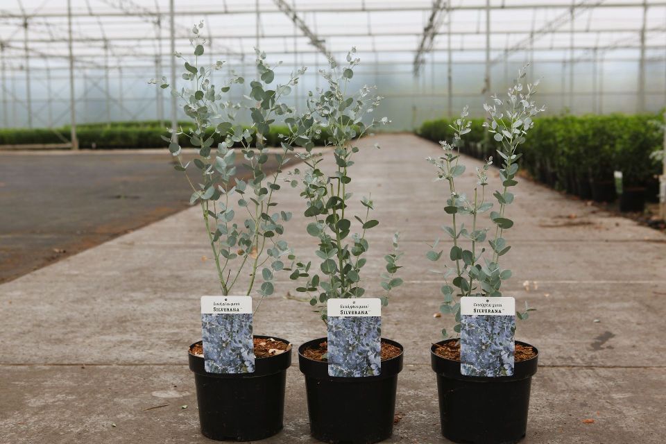Eucalyptus