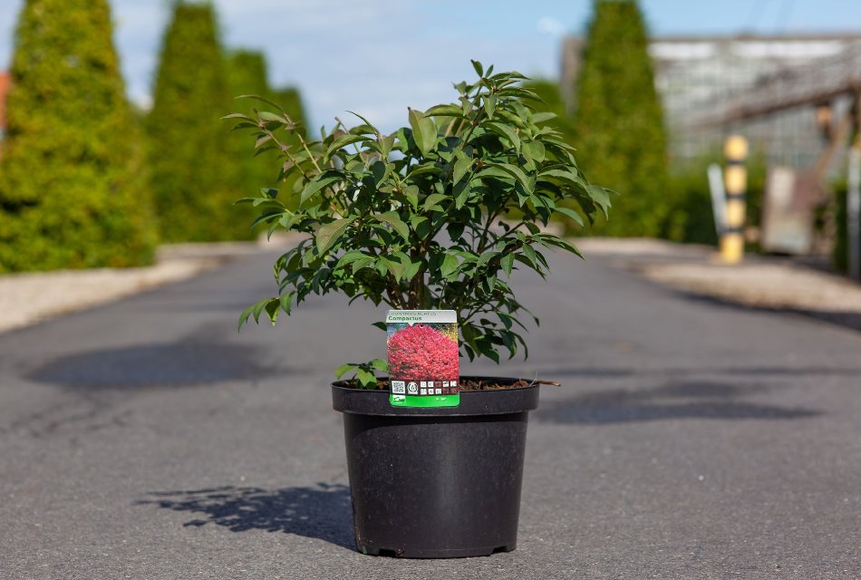 euonymus