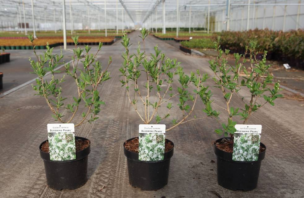 Exochorda