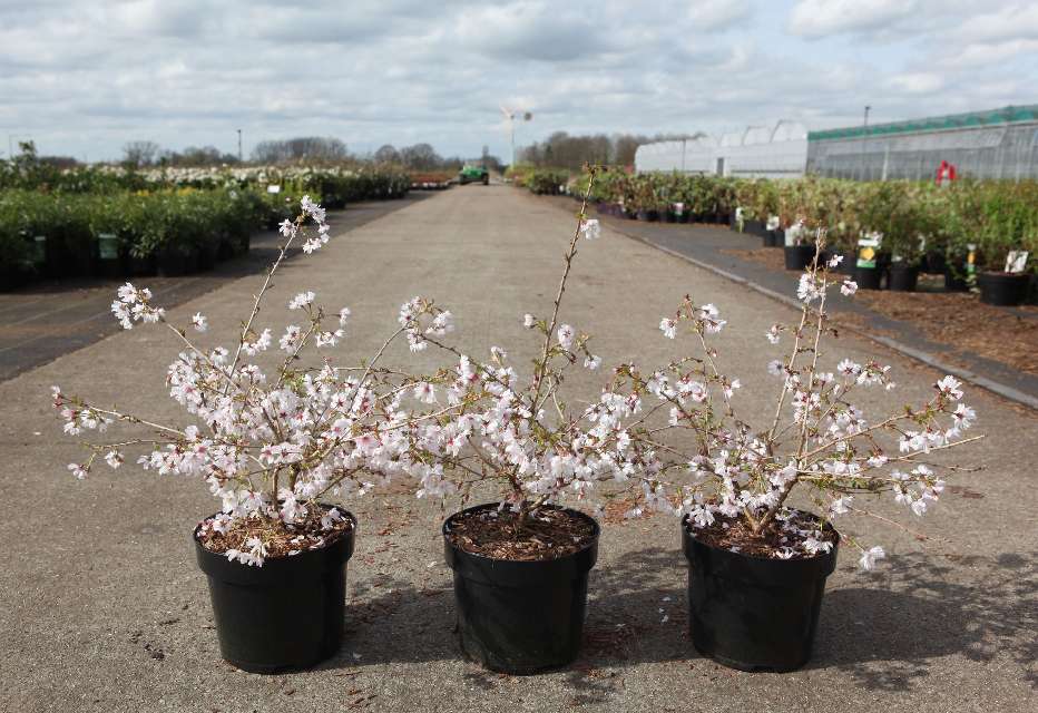 prunus