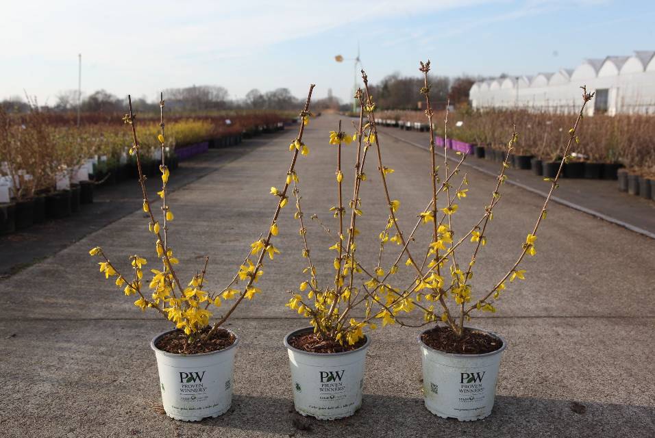 Forsythia