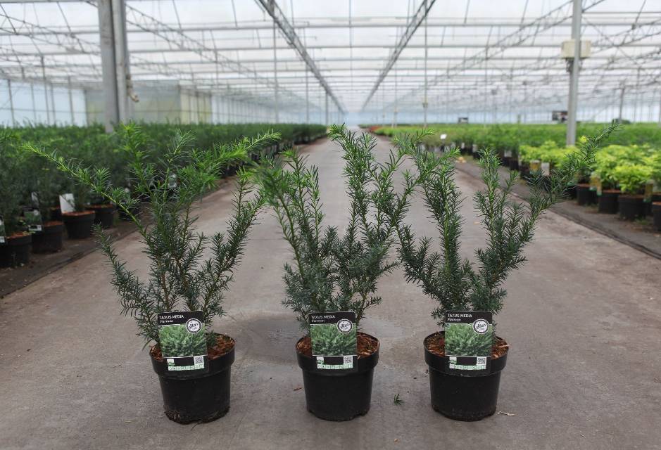 taxus