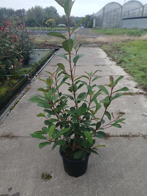 photinia