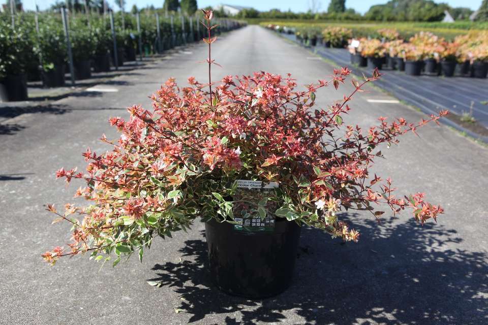Abelia