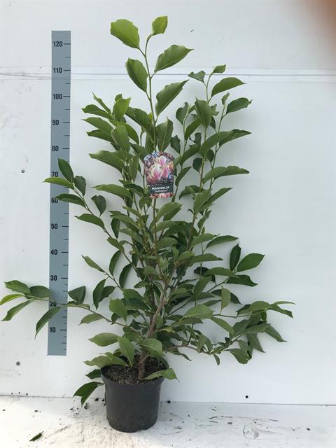 Magnolia