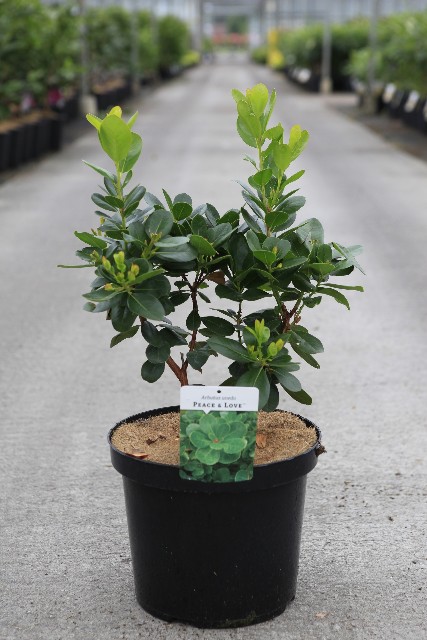 Arbutus