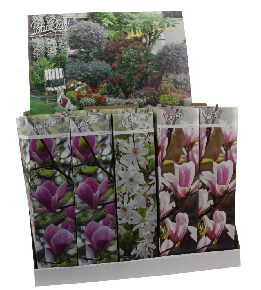 Magnolia