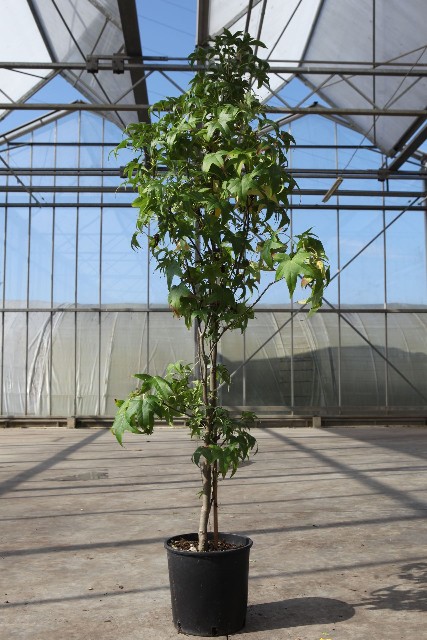 Liquidambar