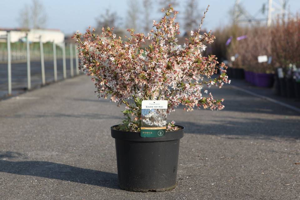 prunus