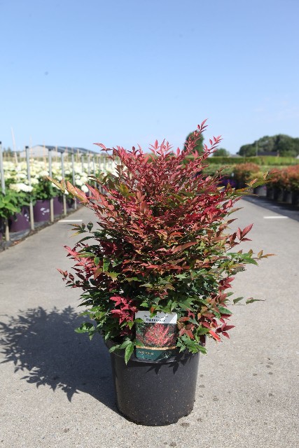 Nandina
