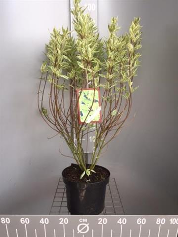 Cornus