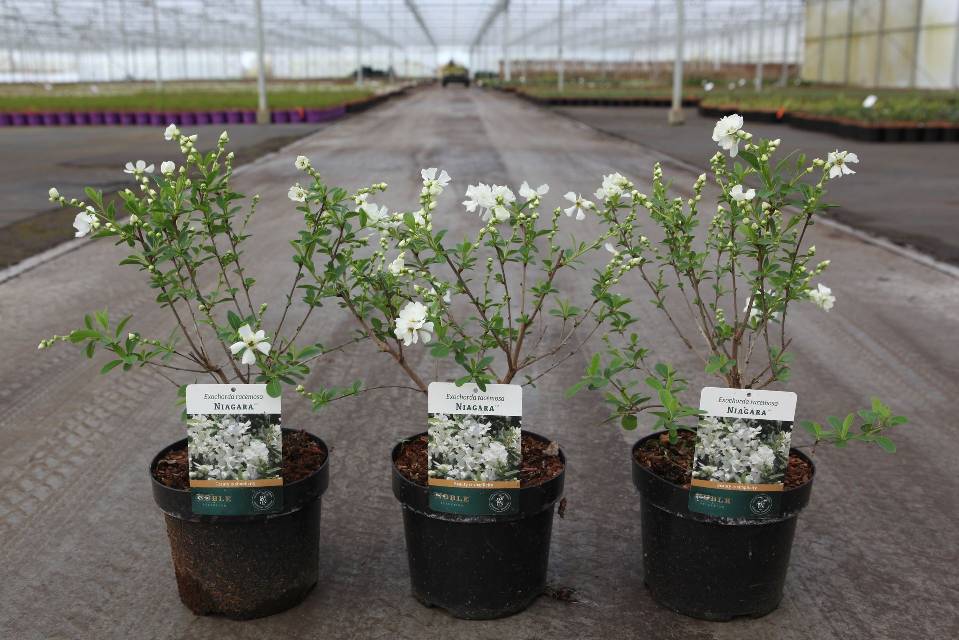 Exochorda