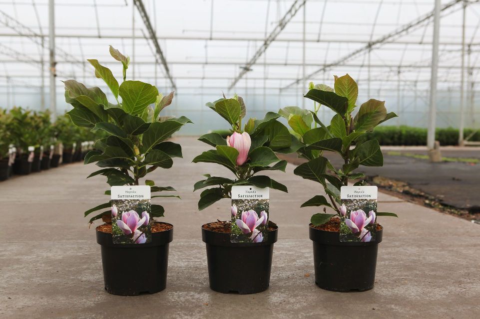 magnolia