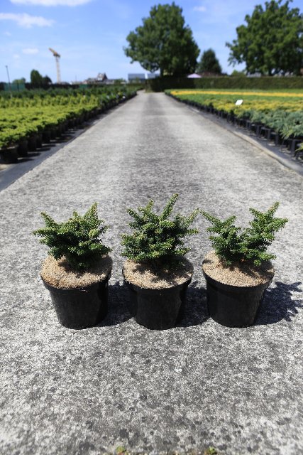 Abies
