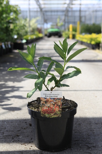 Edgeworthia