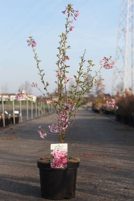 prunus