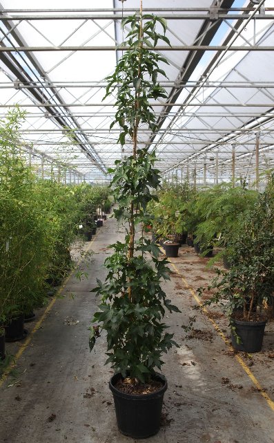 Liquidambar