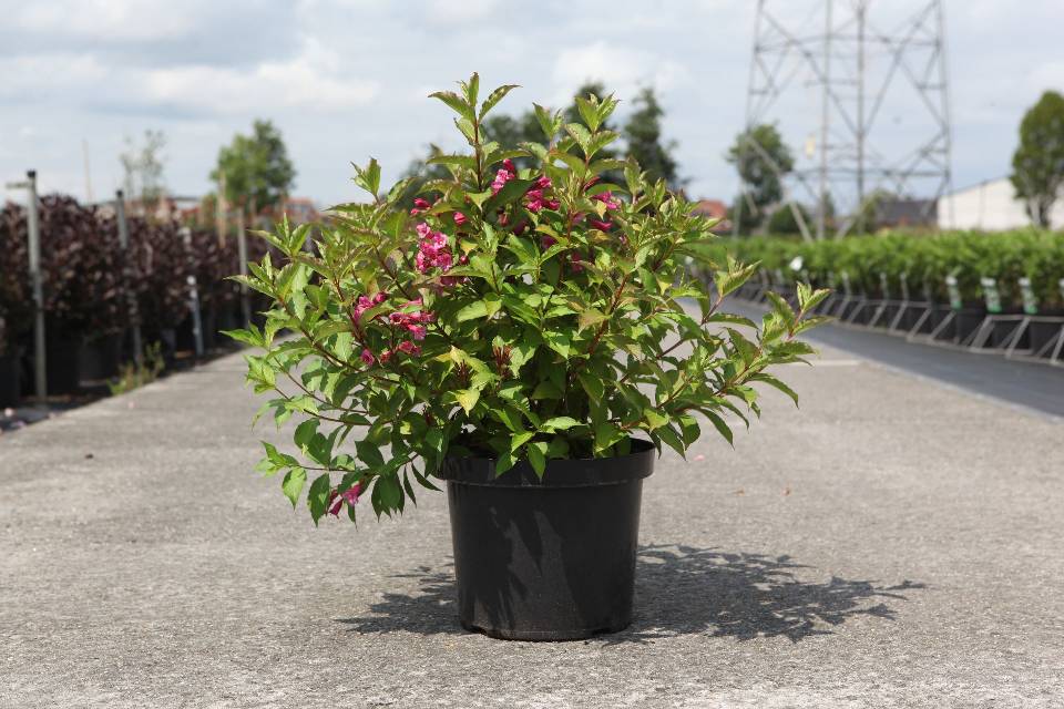 Weigela