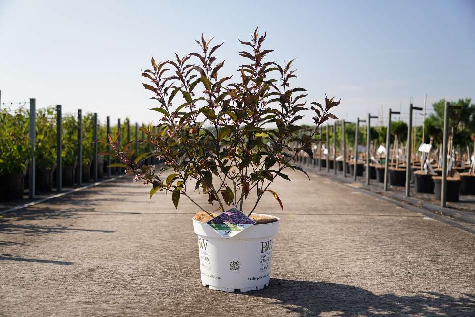 Callicarpa