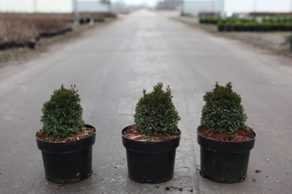 thuja