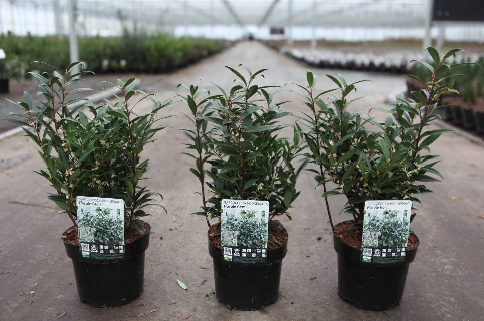 Sarcococca