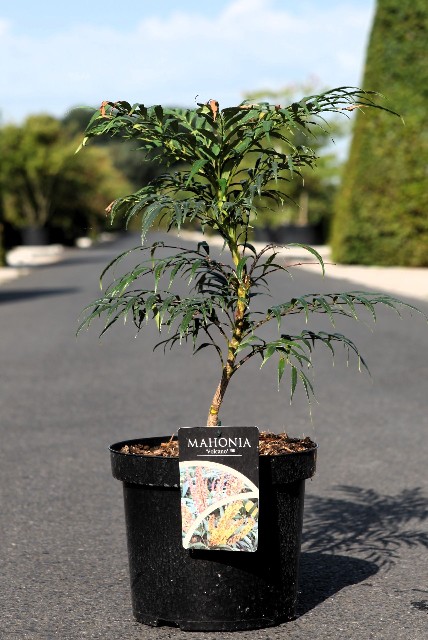 Mahonia