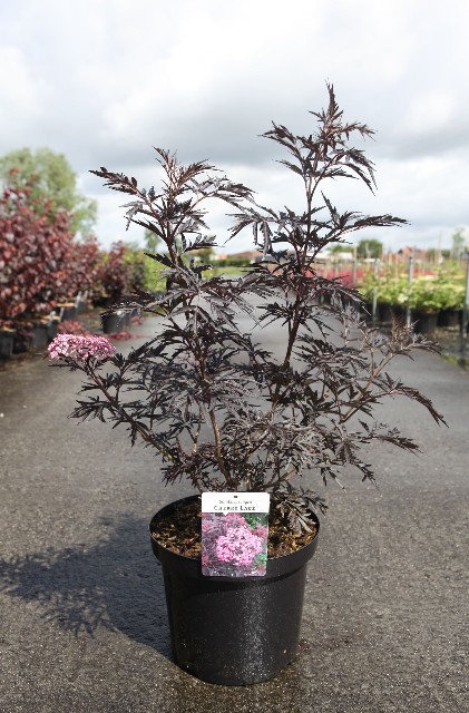 Sambucus