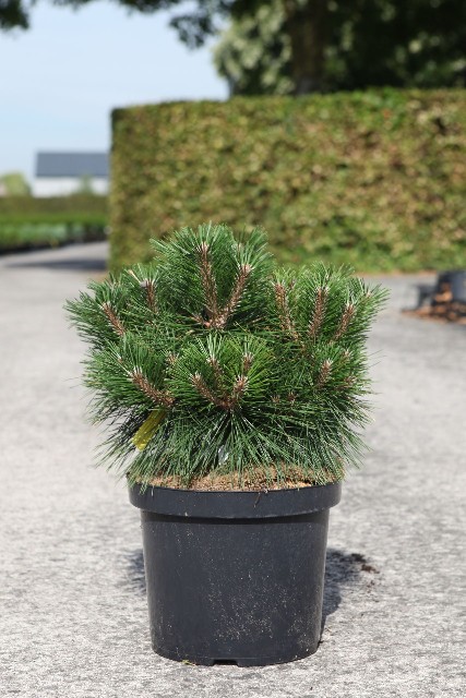 Pinus