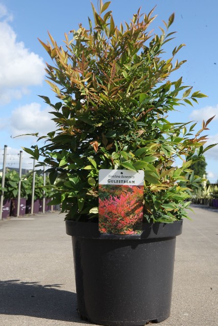 Nandina