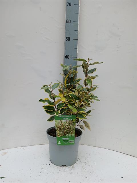 elaeagnus