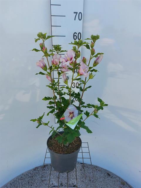 Hibiscus syriacus