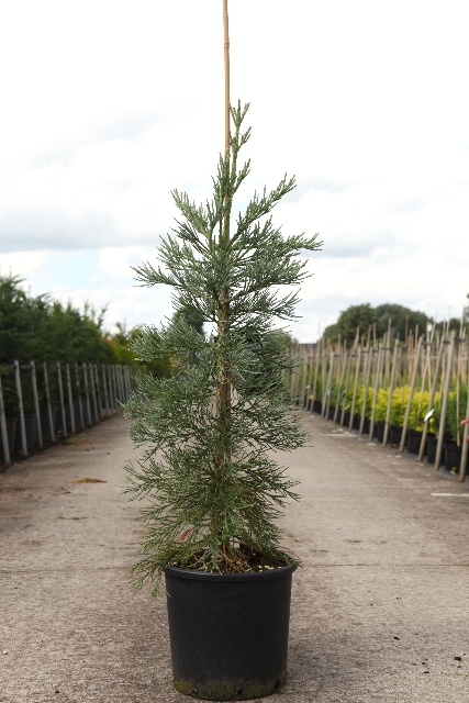 Sequoiadendron