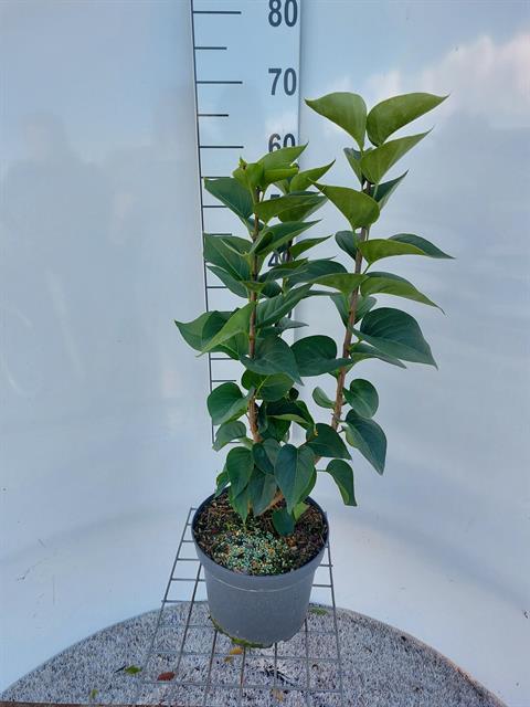 syringa