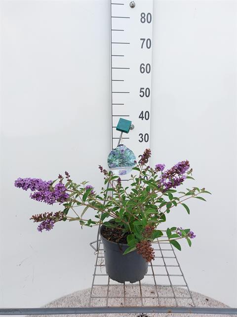 buddleja