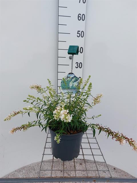 Buddleja