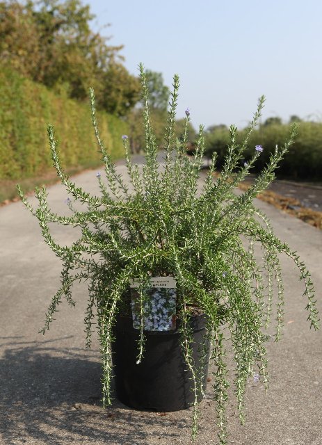 Romarin - rosmarinus